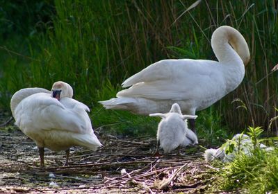 Resting swan family 