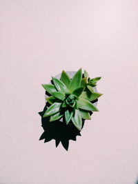 Directly above shot of potted plant against wall