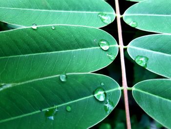leaf