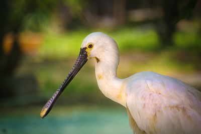 Close-up of bird against blurred background