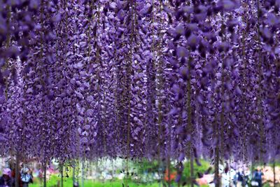 Close-up of purple flowering plants