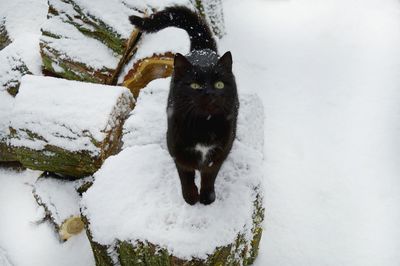 Black cat standing in snow covered face