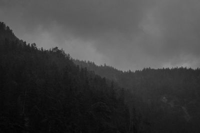 Scenic view of forest against sky