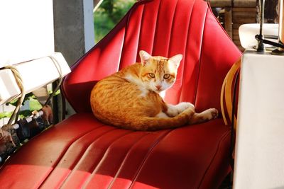 Cat resting on seat