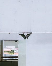 Close-up of white built structure