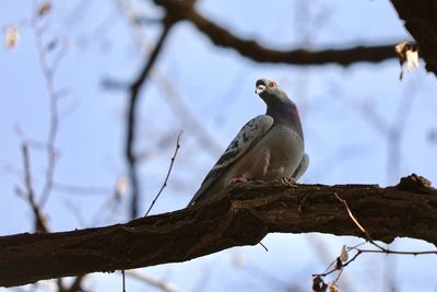 Low angle view of bird perching on branch