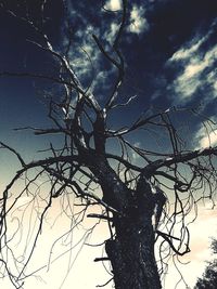 Low angle view of bare tree against sky