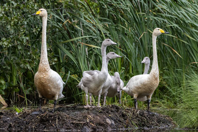 Swans on field