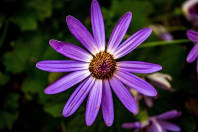 Close-up of purple flower blooming outdoors