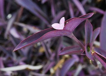 Close-up of flower blooming outdoors