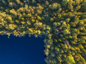 Low angle view of trees against blue sky