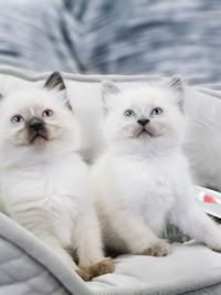 Portrait of white cat