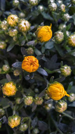 Close-up of yellow flower