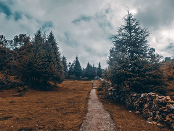 Empty road along trees and plants against sky