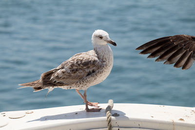 Close-up of seagull perching on shore against sea