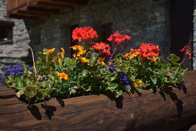 Close-up of potted plants