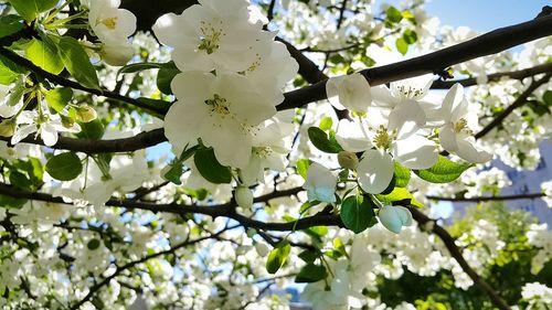 Low angle view of cherry blossoms in spring