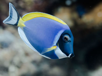 Close-up of fish swimming in sea