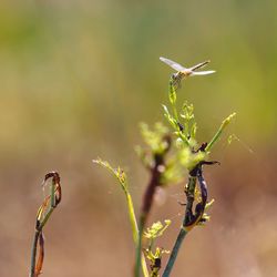 Close-up of dragonfly on plant