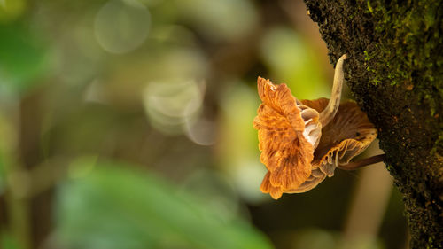 Close-up of wilted flower on tree trunk