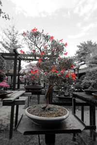 Flowers on table against trees