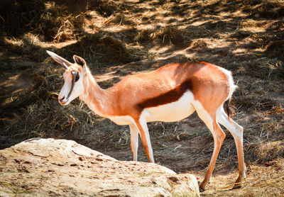 Side view of a horse on field