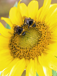 Close-up of bee pollinating on sunflower