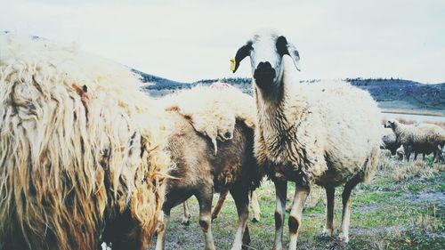 Panoramic view of sheep standing on field