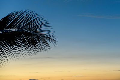 Close-up of silhouette palm tree against sky at sunset