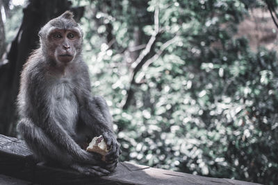 Monkey eating and sitting on tree