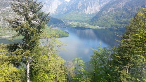 Scenic view of lake amidst trees in forest