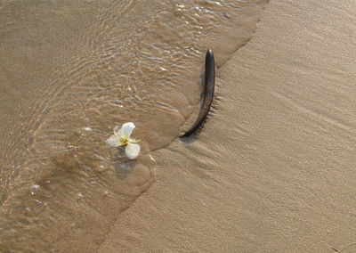 High angle view of insect on beach