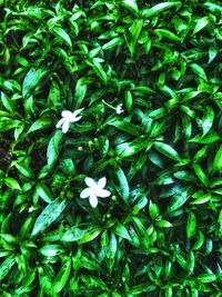 High angle view of flowering plant