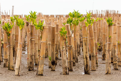 Plants growing on field in forest against sky