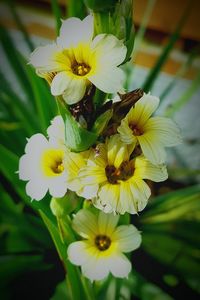 Close-up of yellow flower