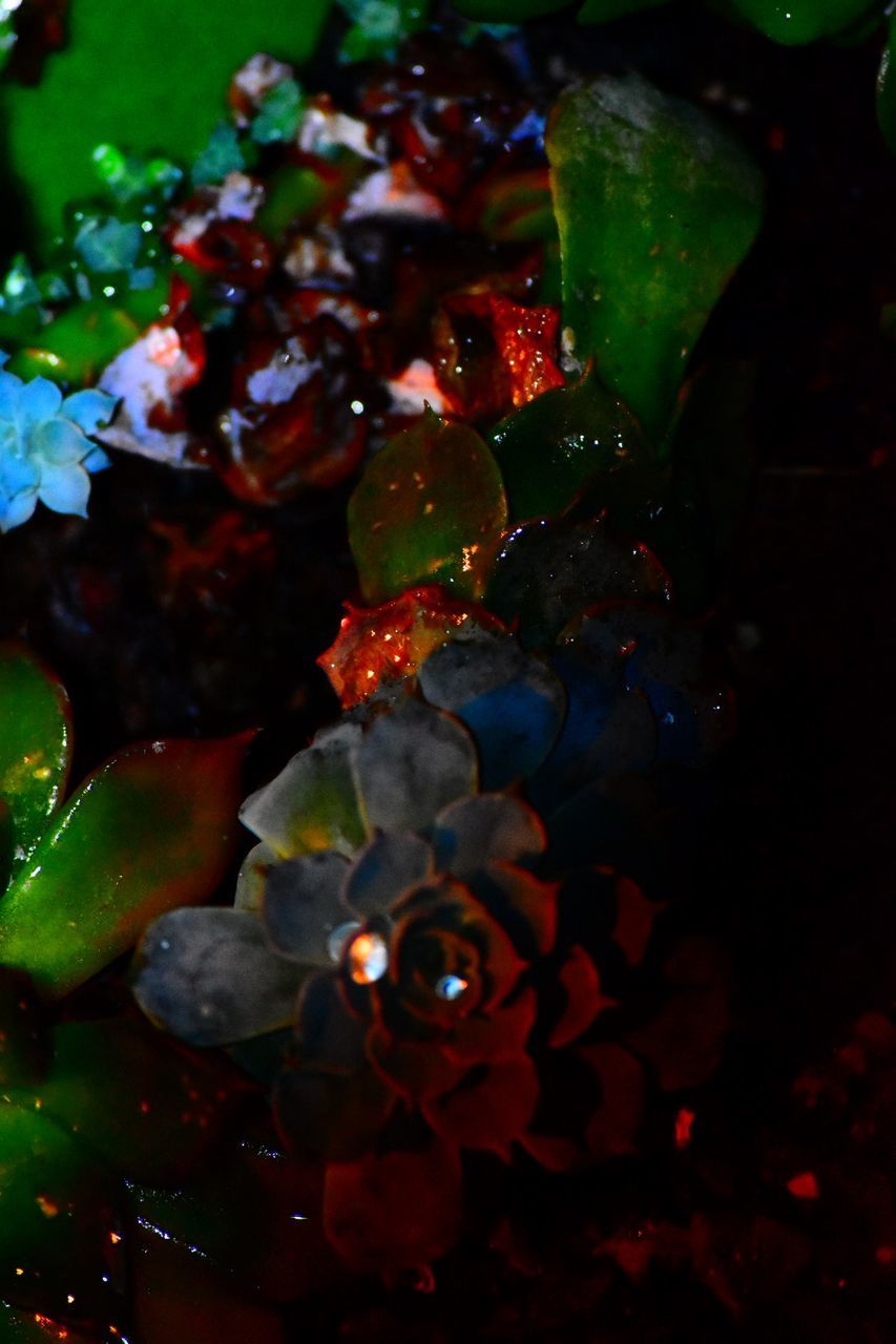 FULL FRAME SHOT OF FRESH RED BERRIES