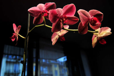 Close-up of pink orchids against black background