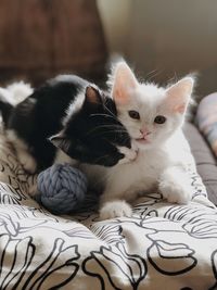 Cats relaxing on sofa at home