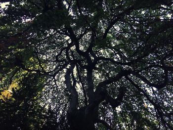 Low angle view of trees in forest