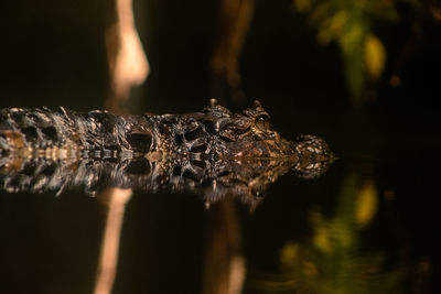 Close-up of crocodile floating in swamp water