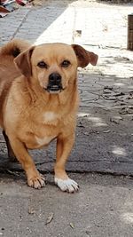 Portrait of dog on sidewalk