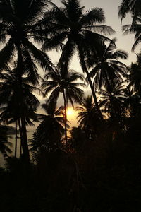 Low angle view of silhouette palm trees against sky during sunset