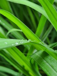 Close-up of raindrops on grass