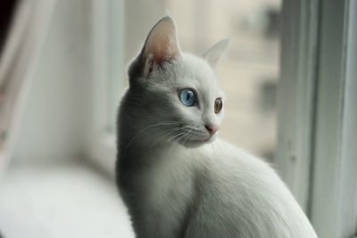 Close-up of a cat looking away