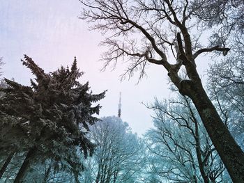 Low angle view of trees against sky