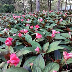 Close-up of pink flowers blooming outdoors