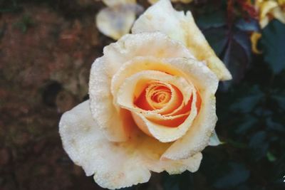 Close-up of rose in water