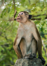 Monkey sitting on rock