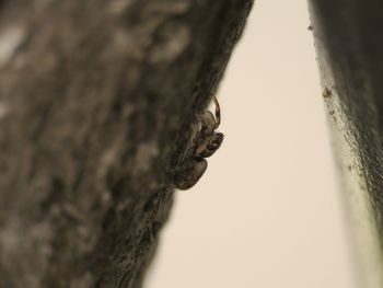 Close-up of butterfly on tree trunk