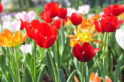 Close-up of red tulips in field